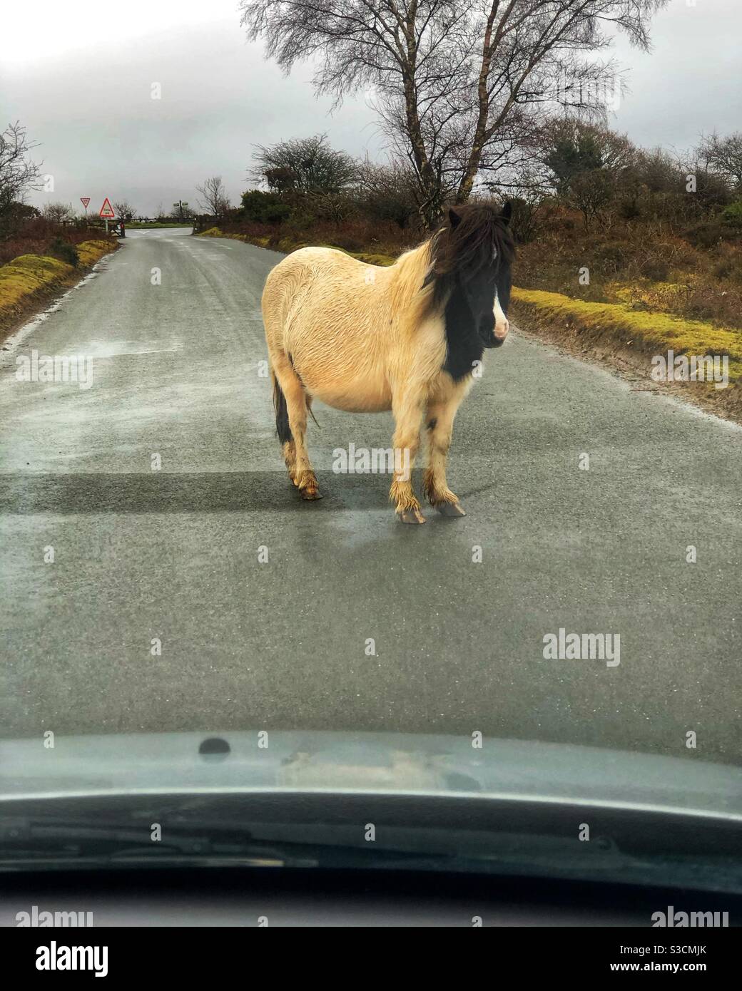 Dartmoor pony standing in the middle of the road holding up traffic. Stock Photo