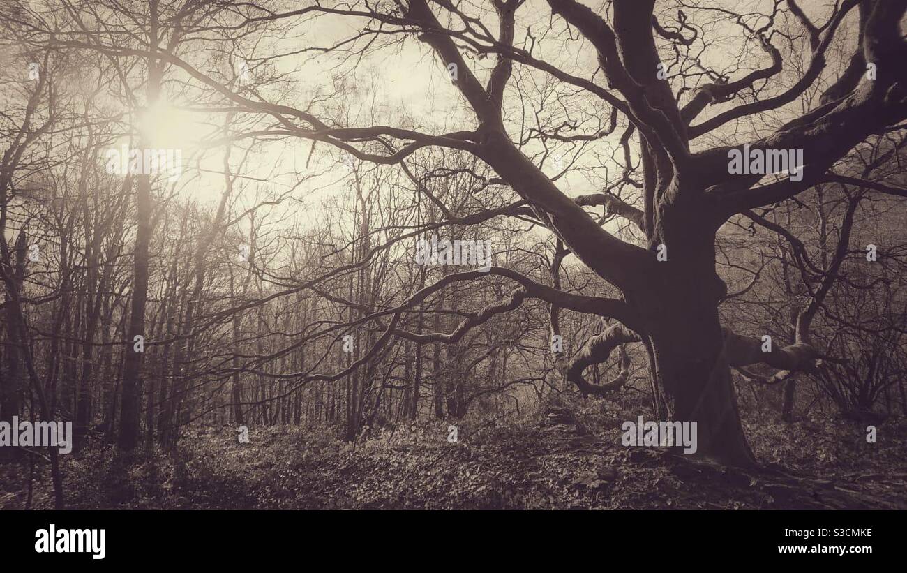 A black and white photograph of a large beech tree in autumn. Natural forest environment - Smartphone Captured Stock Image