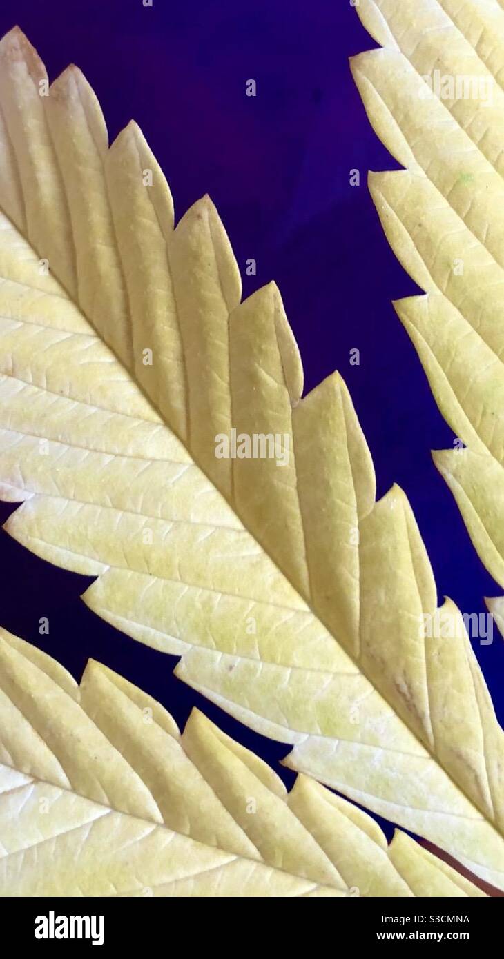 Cannabis leaf against purple background Stock Photo