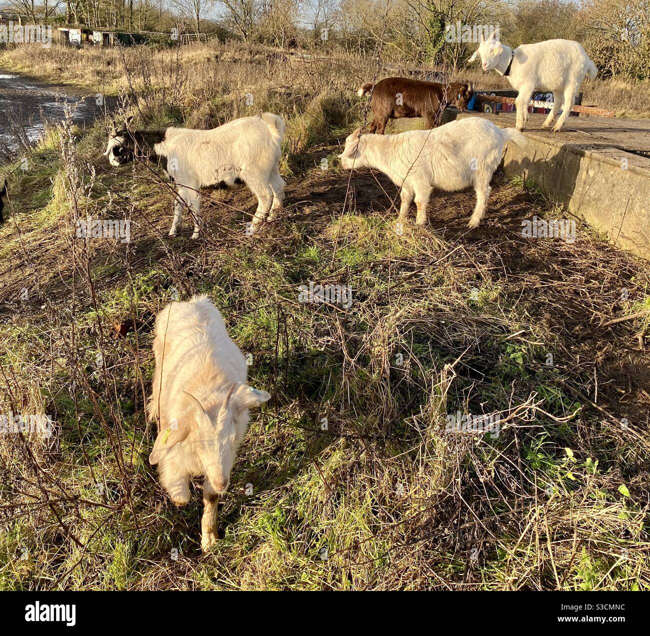 Streetgoat bristol - Smartphone Captured Stock Image