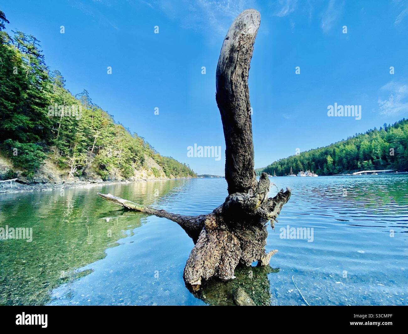 Driftwood at the shores of Stuart Island, San Juan islands, Washington State, USA. - Smartphone Captured Stock Image