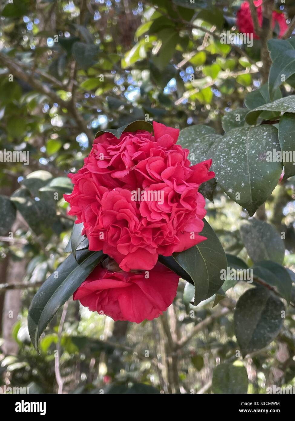 Red camellia flower hi-res stock photography and images - Alamy