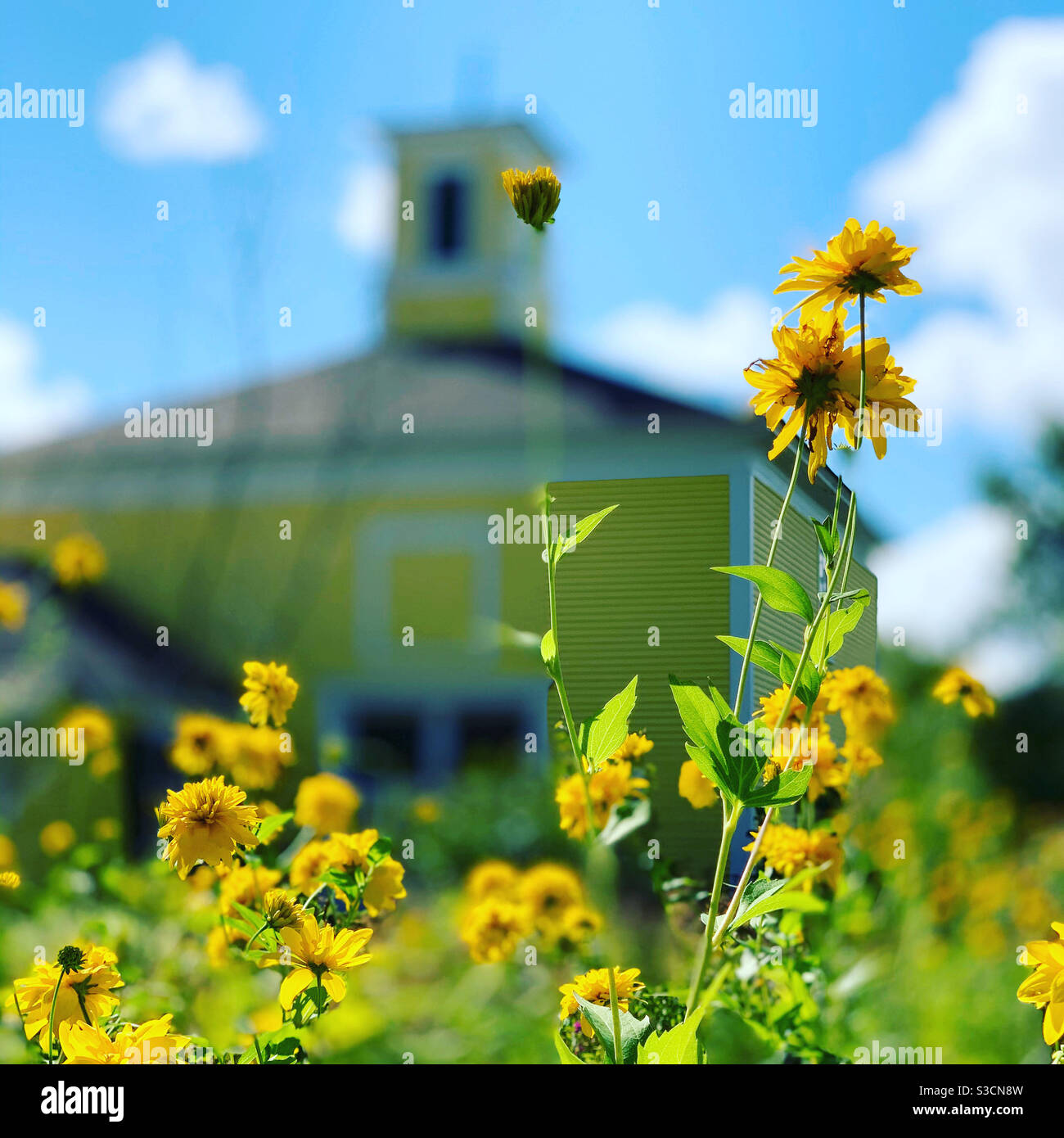 Flowers near the Alice M Ward Memorial Library, Canaan, Vermont, United States - Smartphone Captured Stock Image