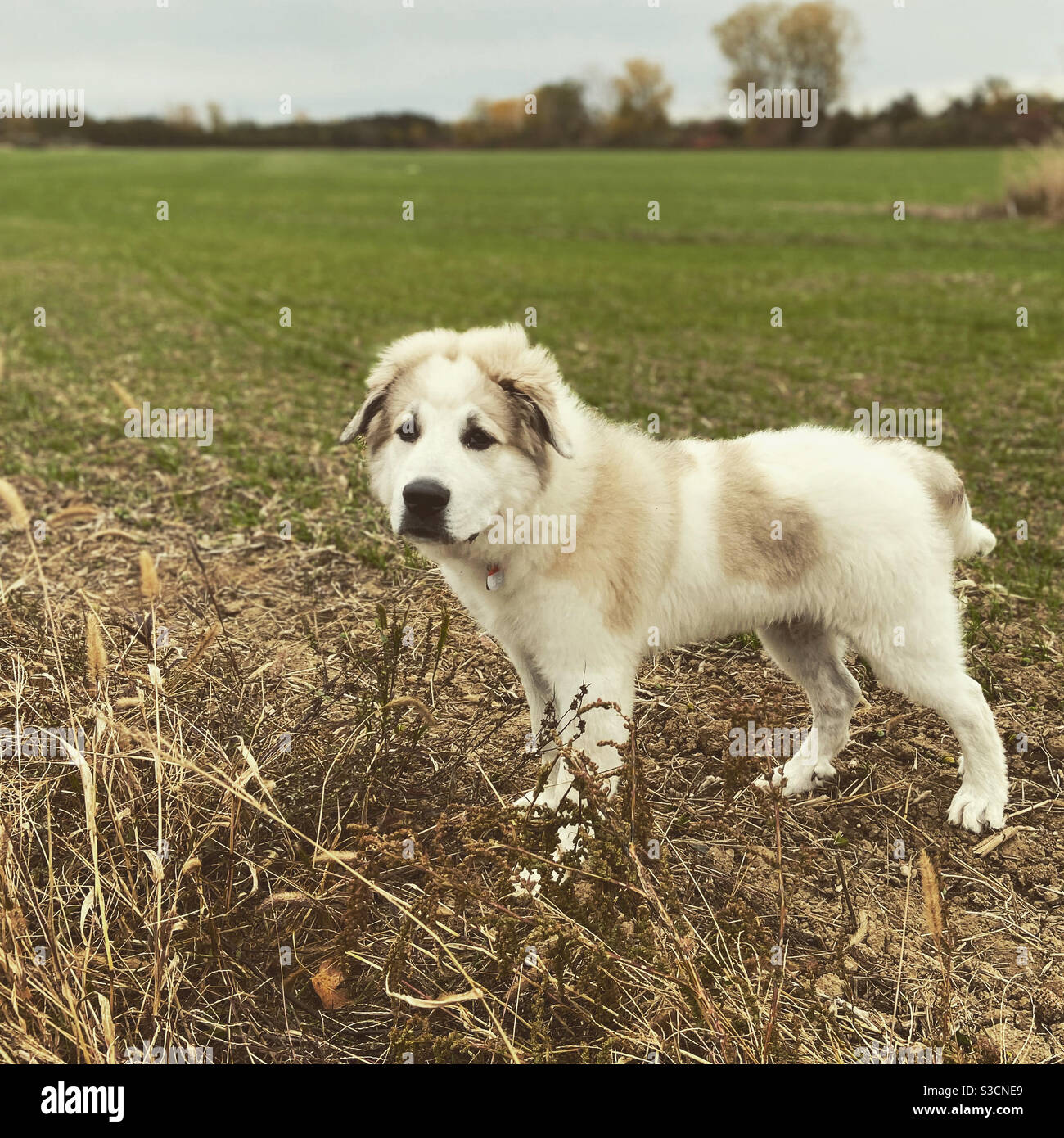 Cute, fluffy, white Great Pyrenees puppy dog standing in a farmer’s field outside in the autumn while on a dog walk with family Stock Photo