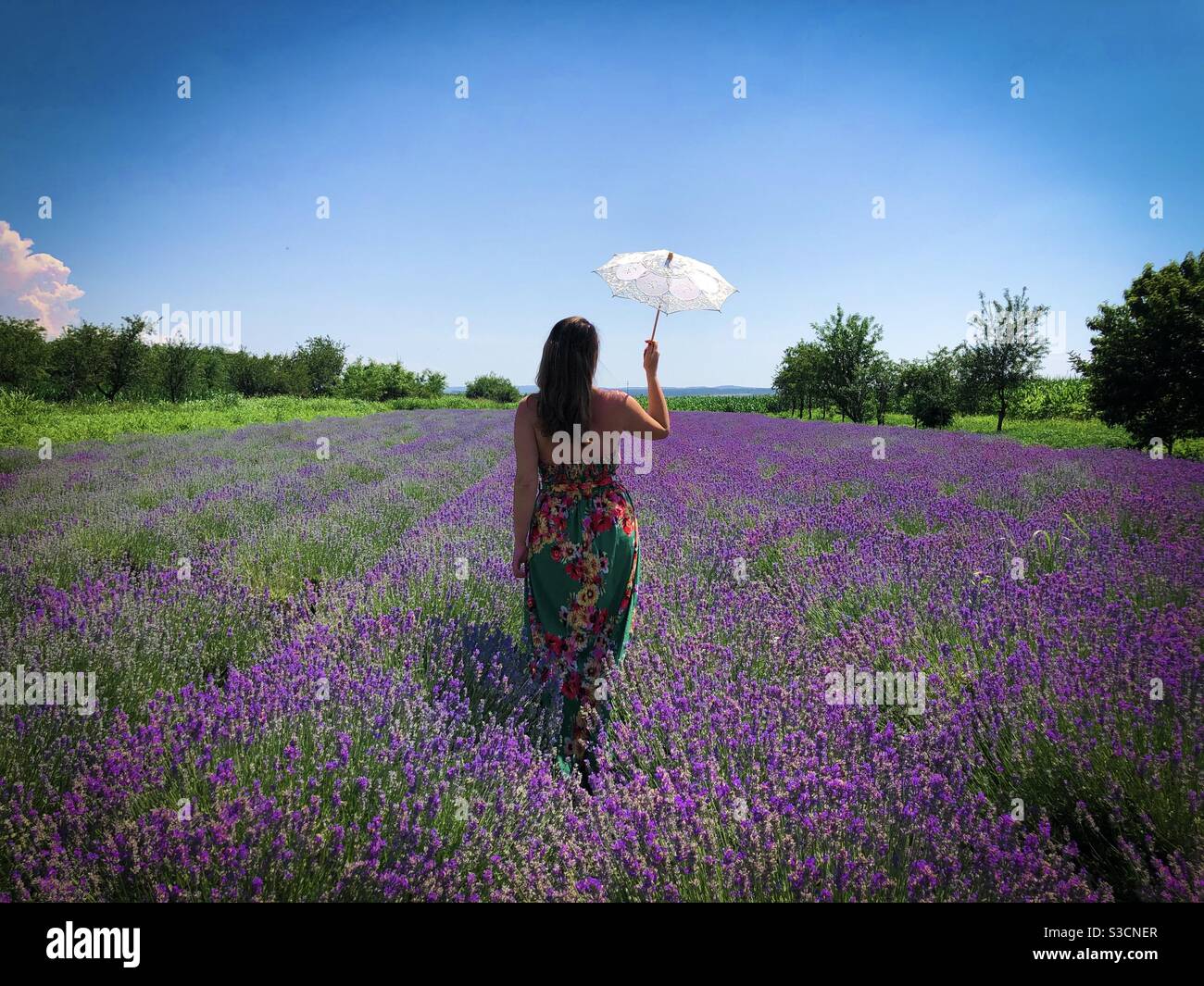 Woman in long dress holding a summer umbrella over her head while walking in a field of lavender - Smartphone Captured Stock Image