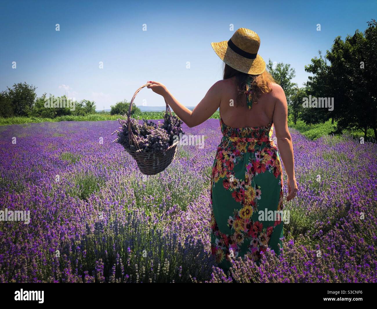 Woman wearing dress and hat holding a basket of lavender Stock Photo