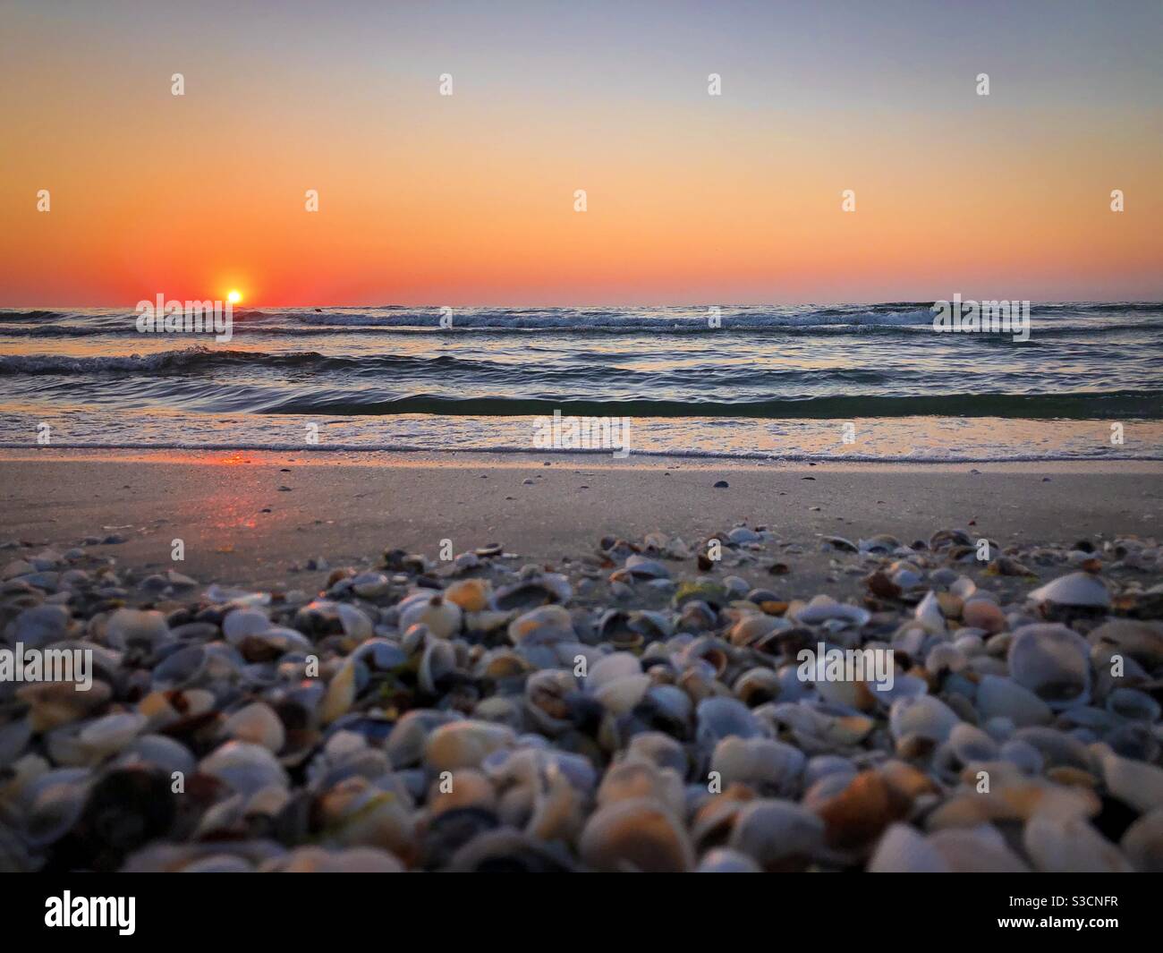 Seashells on the beach at sunrise - Smartphone Captured Stock Image