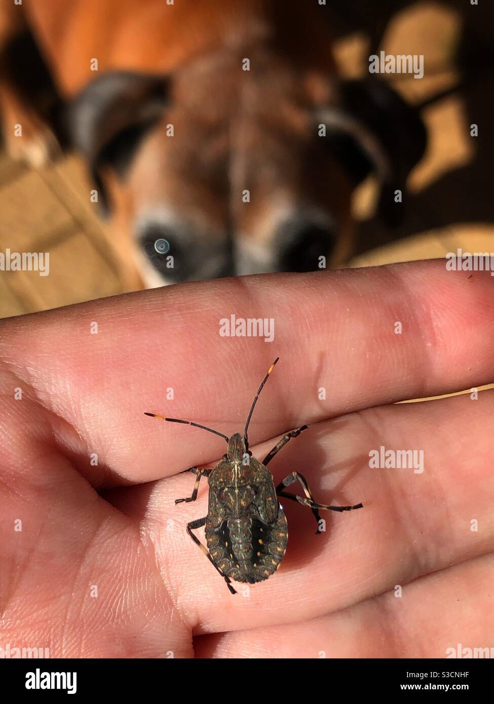 Strink bug on hand with interested boxer dog looking on - Smartphone Captured Stock Image