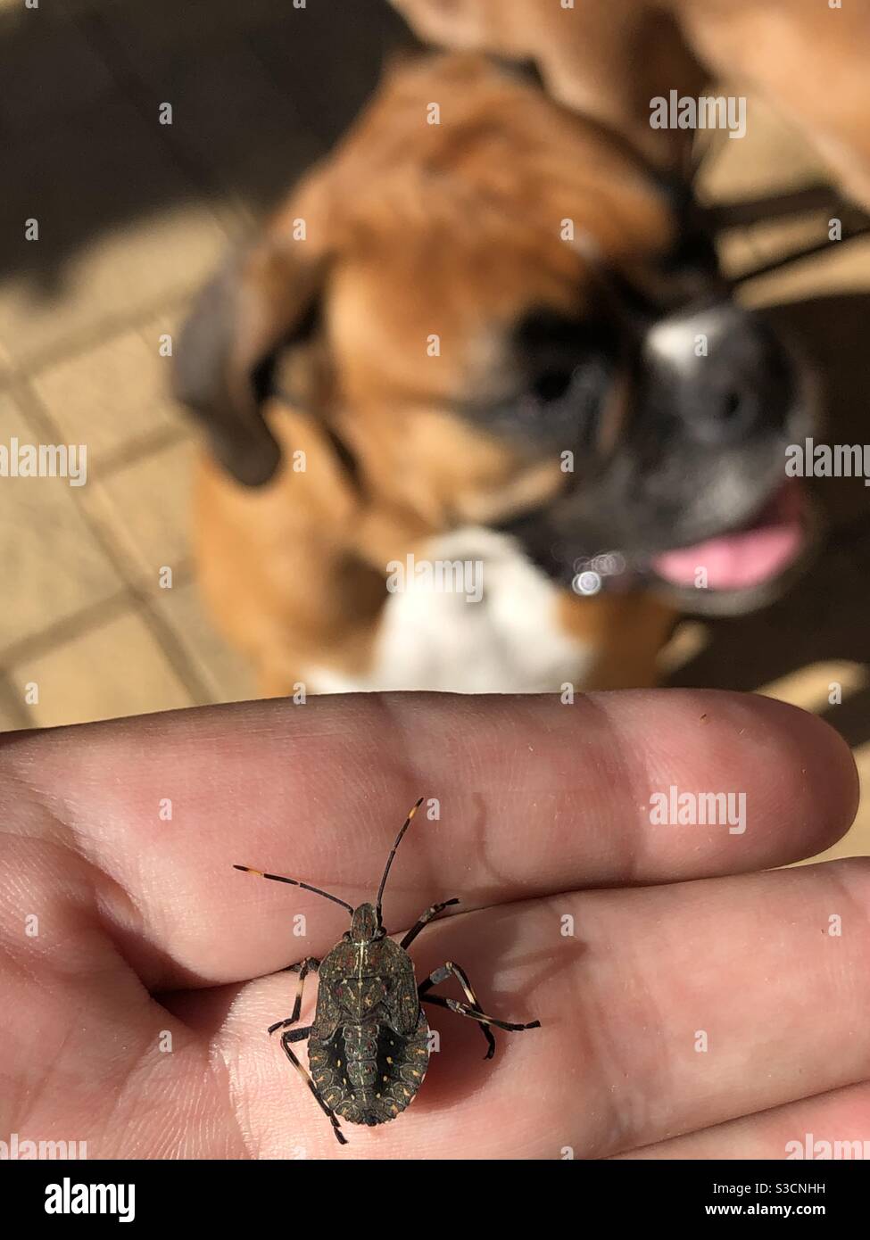Stink bug on hand with uninterested boxer dog looking away - Smartphone Captured Stock Image