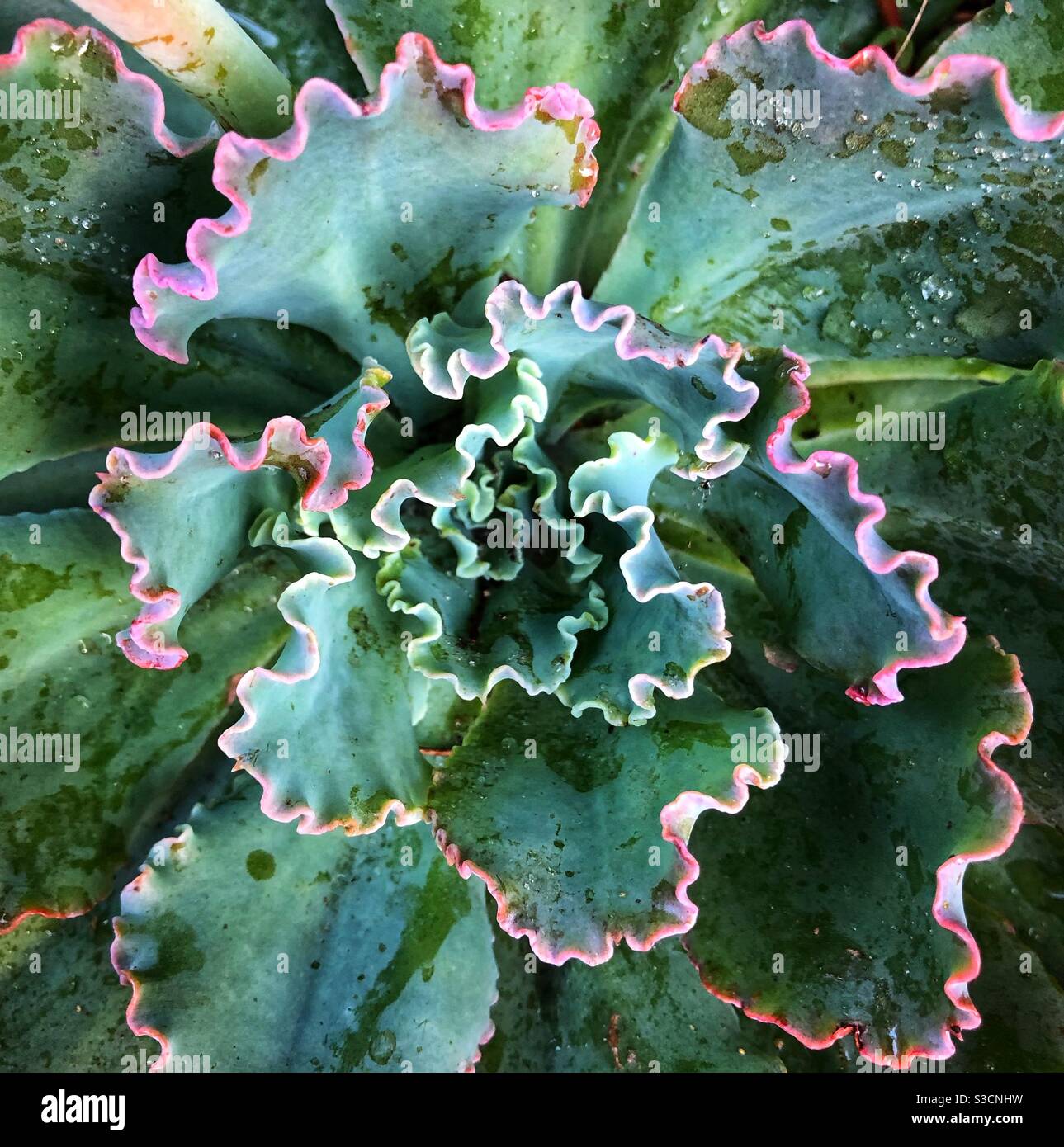Echeveria “Curly Locks” - Smartphone Captured Stock Image