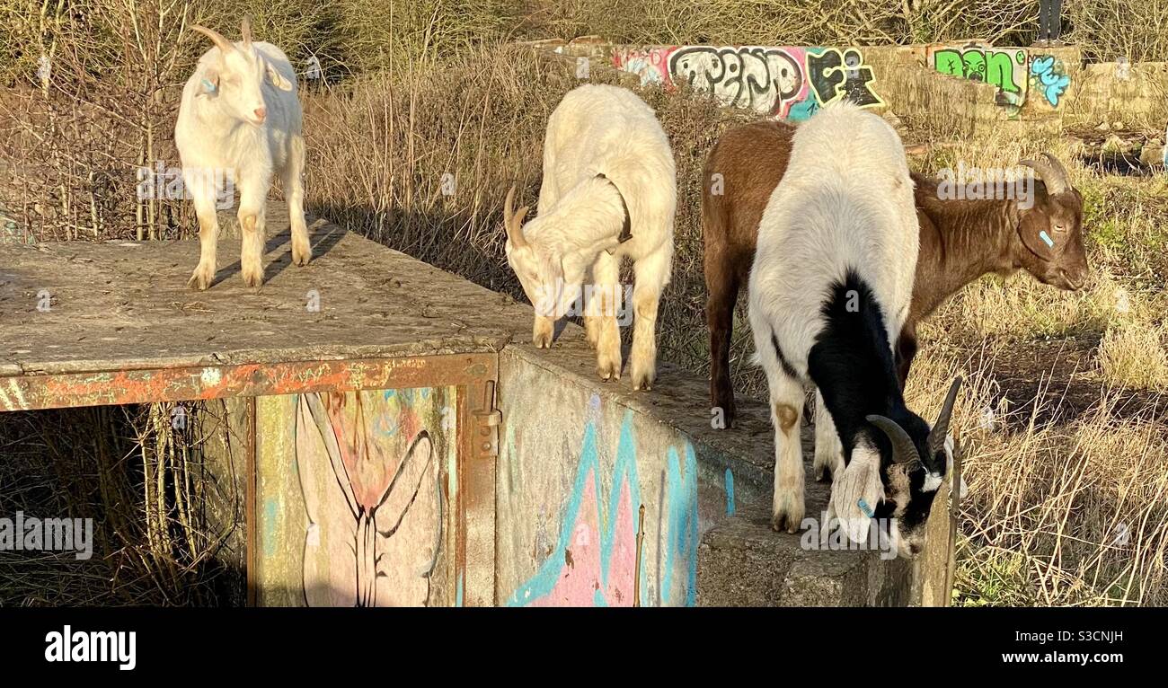 Streetgoat bristol - Smartphone Captured Stock Image