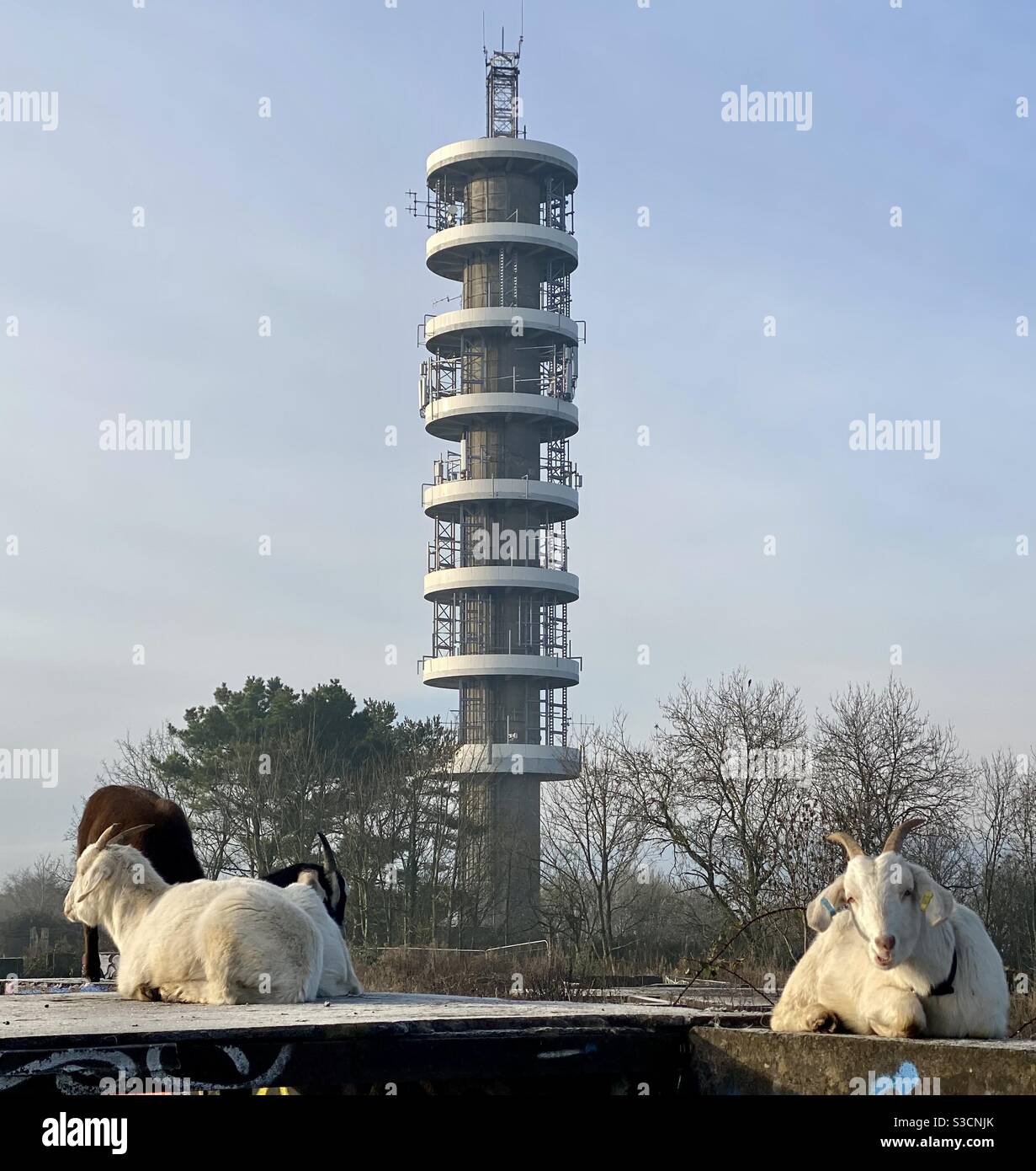 Streetgoat bristol - Smartphone Captured Stock Image