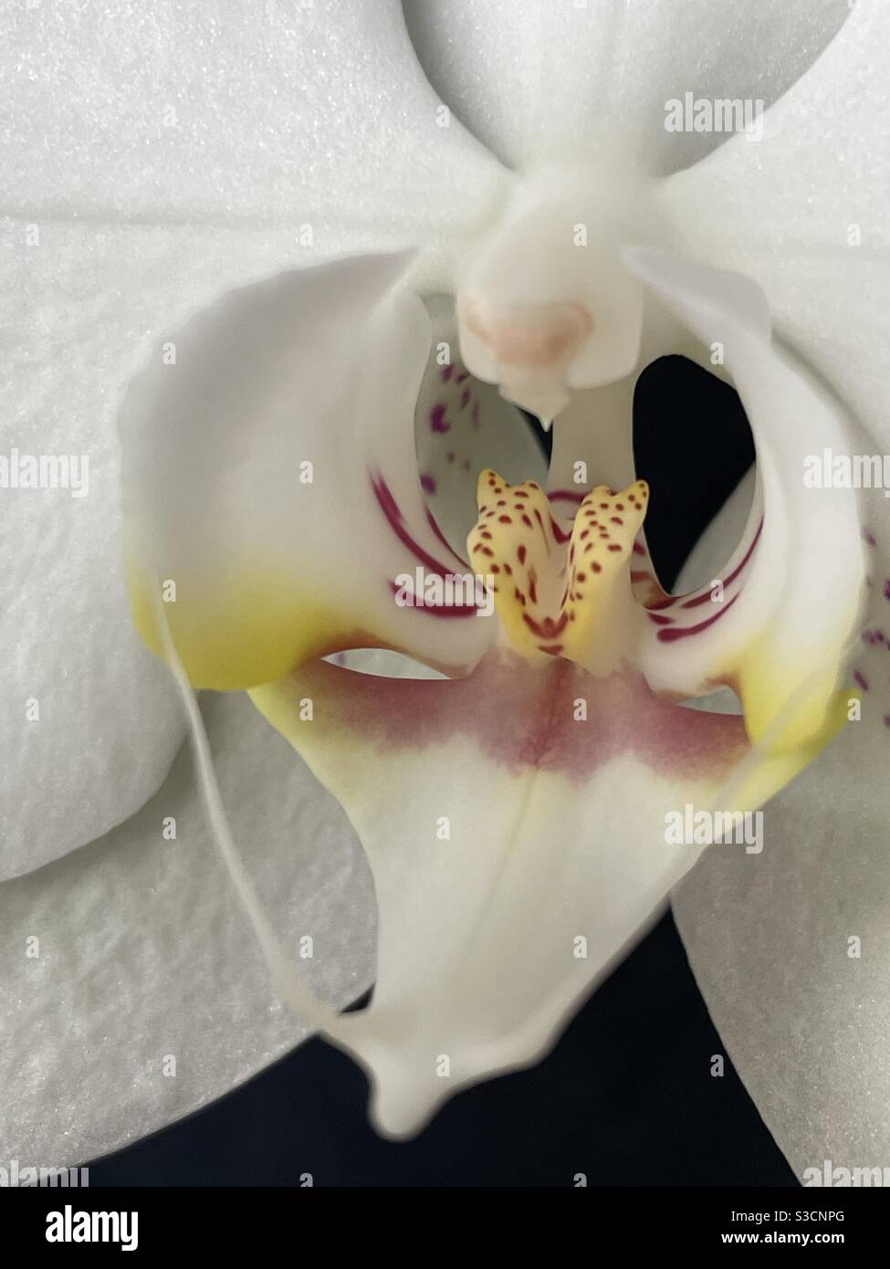 Orquidea flor hi-res stock photography and images - Alamy
