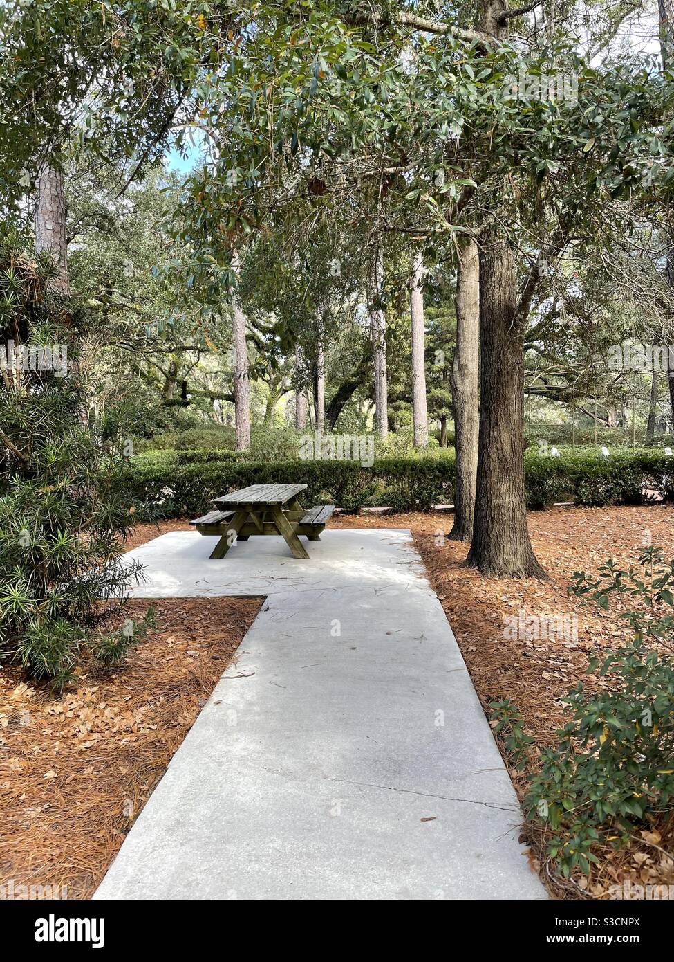 Picnic area surrounded by trees and landscape at Eden Gardens State Park Florida - Smartphone Captured Stock Image