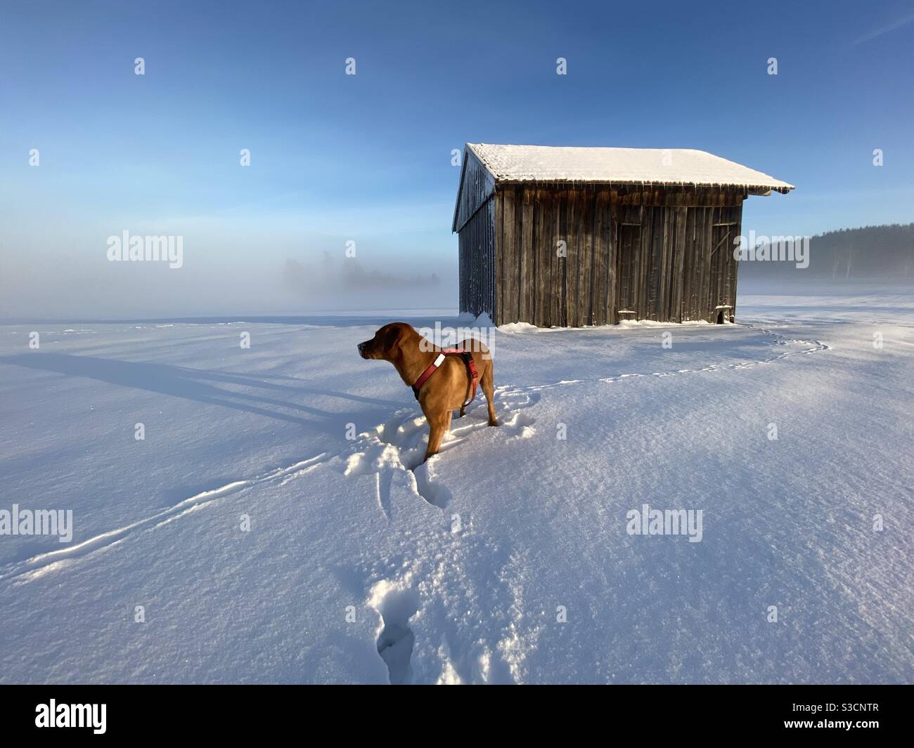 Dog wearing a tracking device on a snow covered field Stock Photo