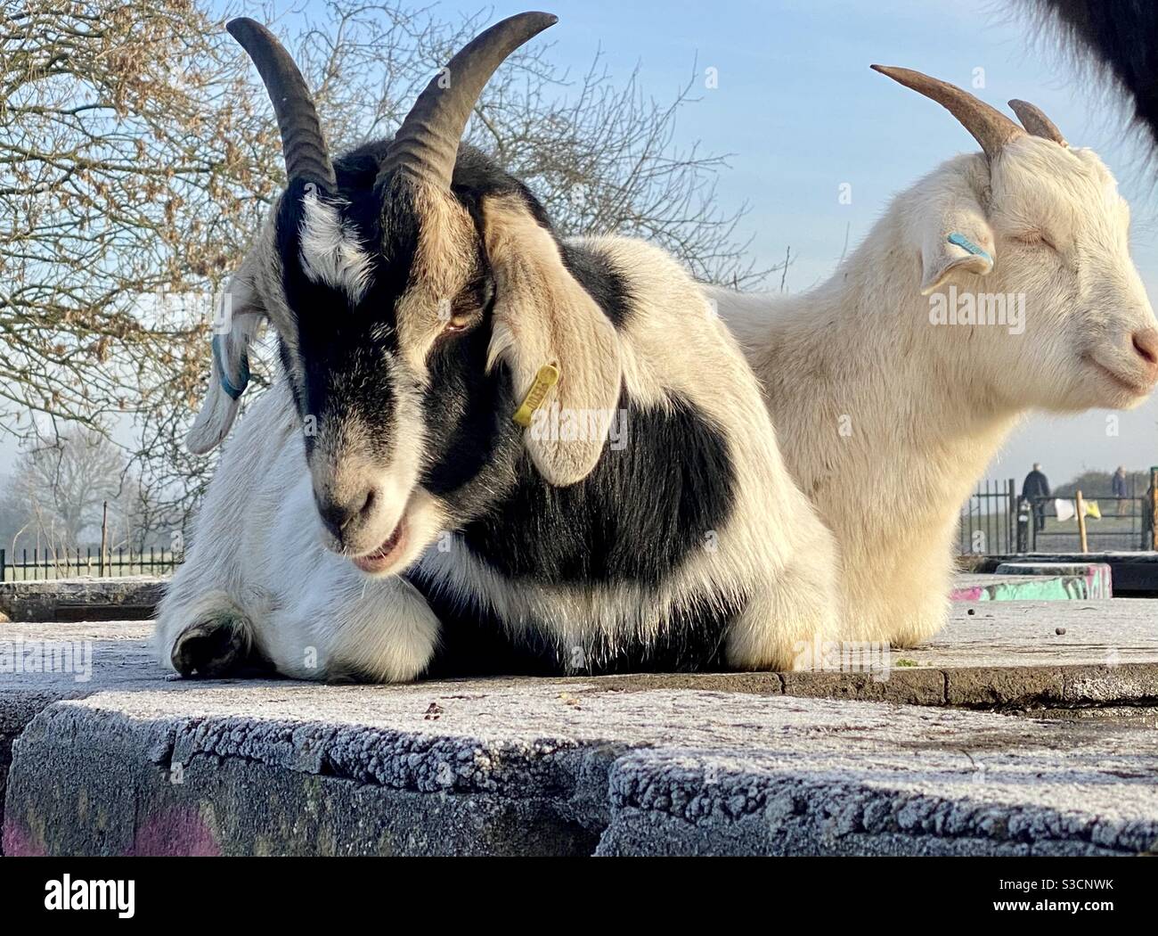 Streetgoat bristol - Smartphone Captured Stock Image