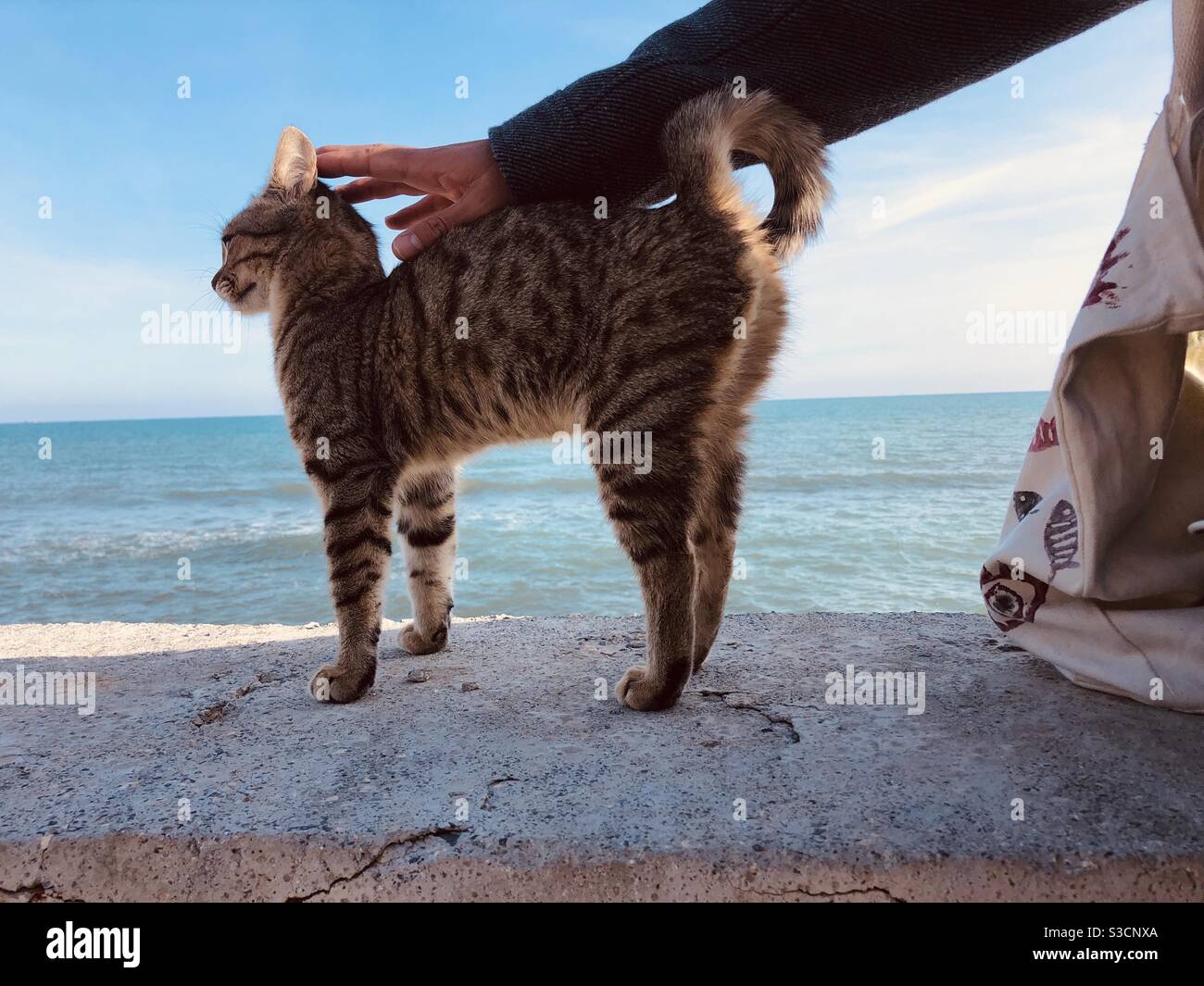 Man caressing a stray cat by the sea Stock Photo