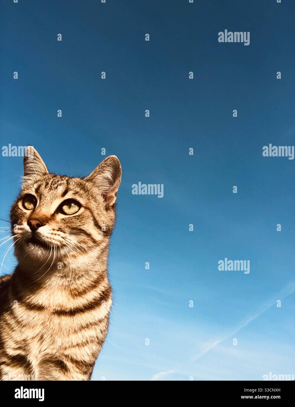 Portrait of a tabby cat against blue sky , plenty of copy space left for text - Smartphone Captured Stock Image