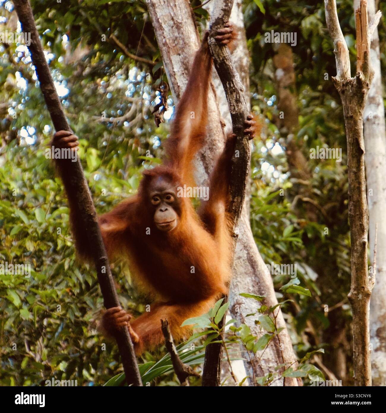 Orangutan hanging between the trees Tanjung Puting National Park Kalimantan Indonesia Stock Photo