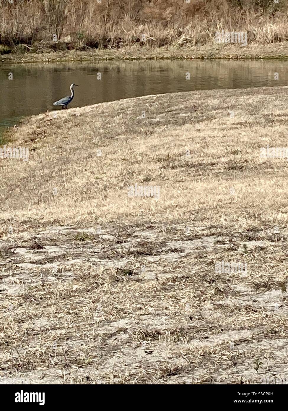 Large bird near water Stock Photo