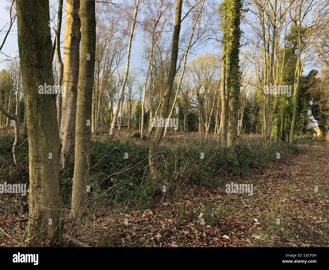 North willingham hires stock photography and images Alamy