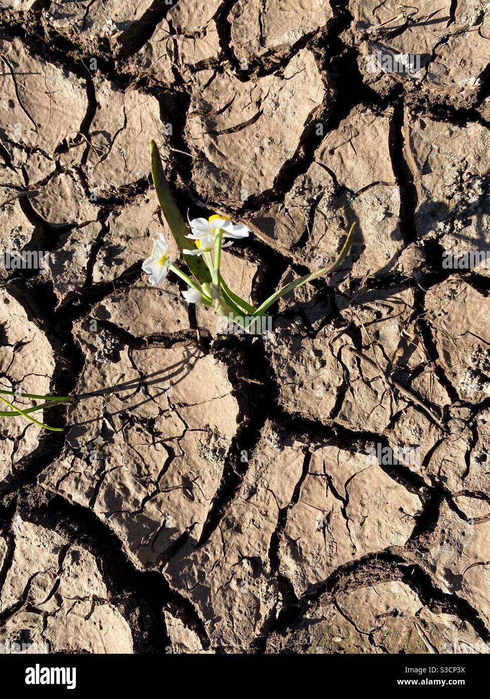 Soil clay hi-res stock photography and images - Alamy