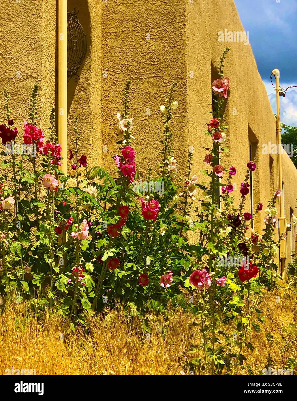 Brightly colored wildfowers Are contrasted against a golden ochre colored Adobe building in Santa Fe New Mexico USA - Smartphone Captured Stock Image
