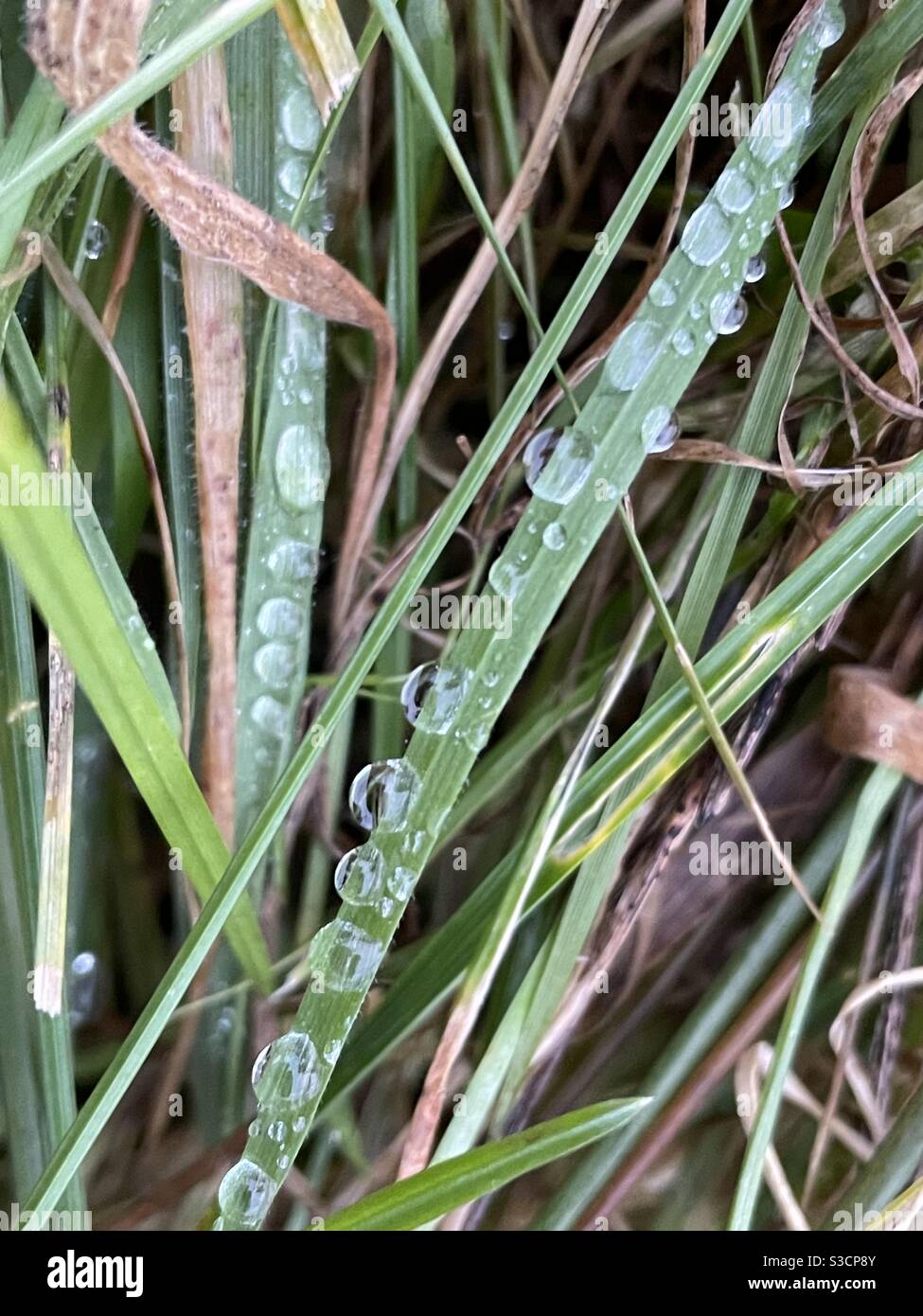 Beads of water on grass Stock Photo Alamy