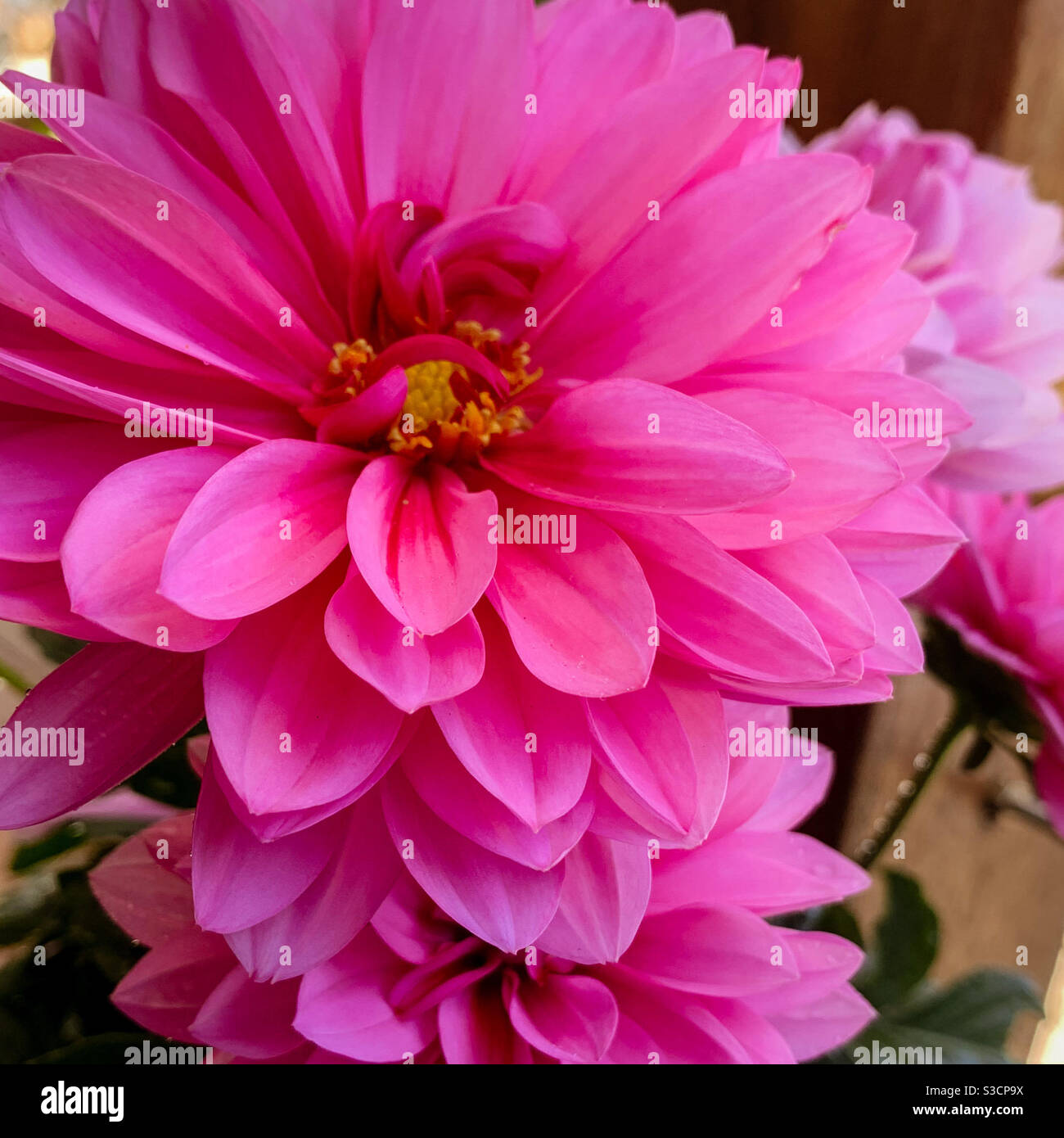 Pink Dahlia flowers with a profusion of perfect petals closeup - Smartphone Captured Stock Image