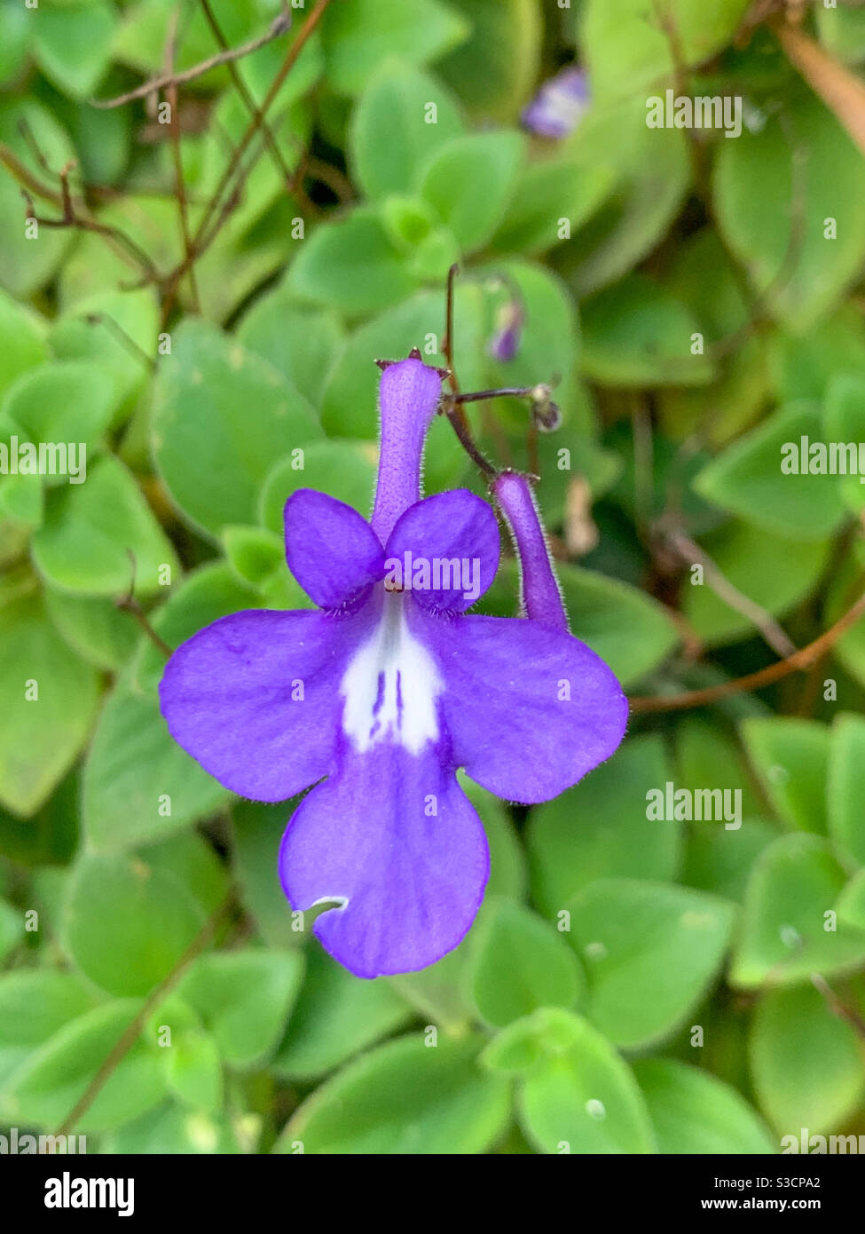 A single Purple nodding violet in front of green leaf background Stock Photo