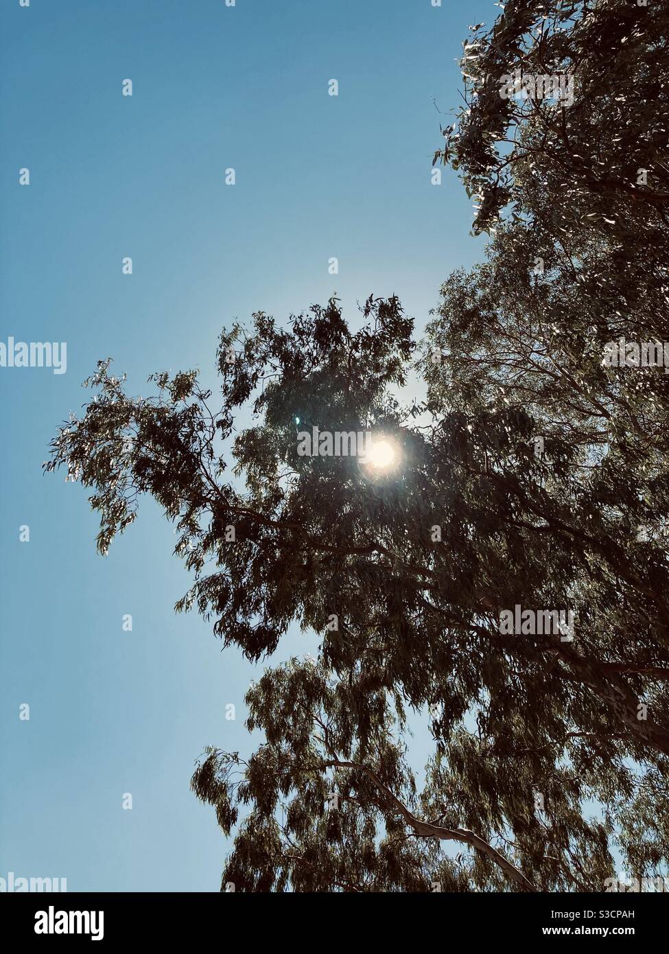 Sun spot glaring through overhead leaves, looking towards the sky. - Smartphone Captured Stock Image