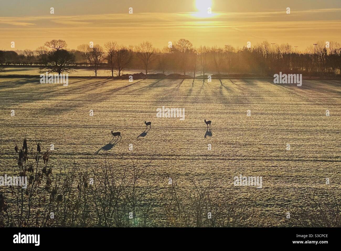 Three deer in frosty field silhouetted by morning sun rise. Stock Photo