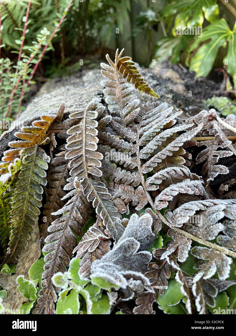 Frosted fern fronds on an old log - Smartphone Captured Stock Image