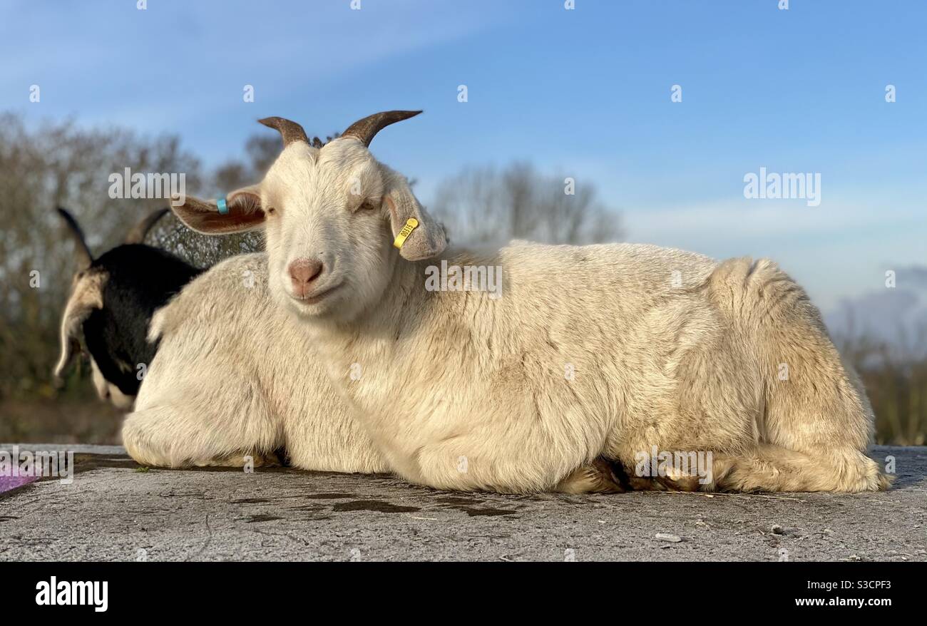 Streetgoat bristol - Smartphone Captured Stock Image