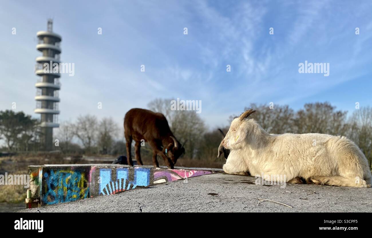 Streetgoat bristol - Smartphone Captured Stock Image