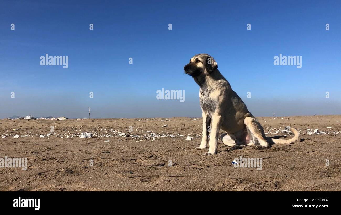 Stray dog sitting on the beach on a sunny day Stock Photo