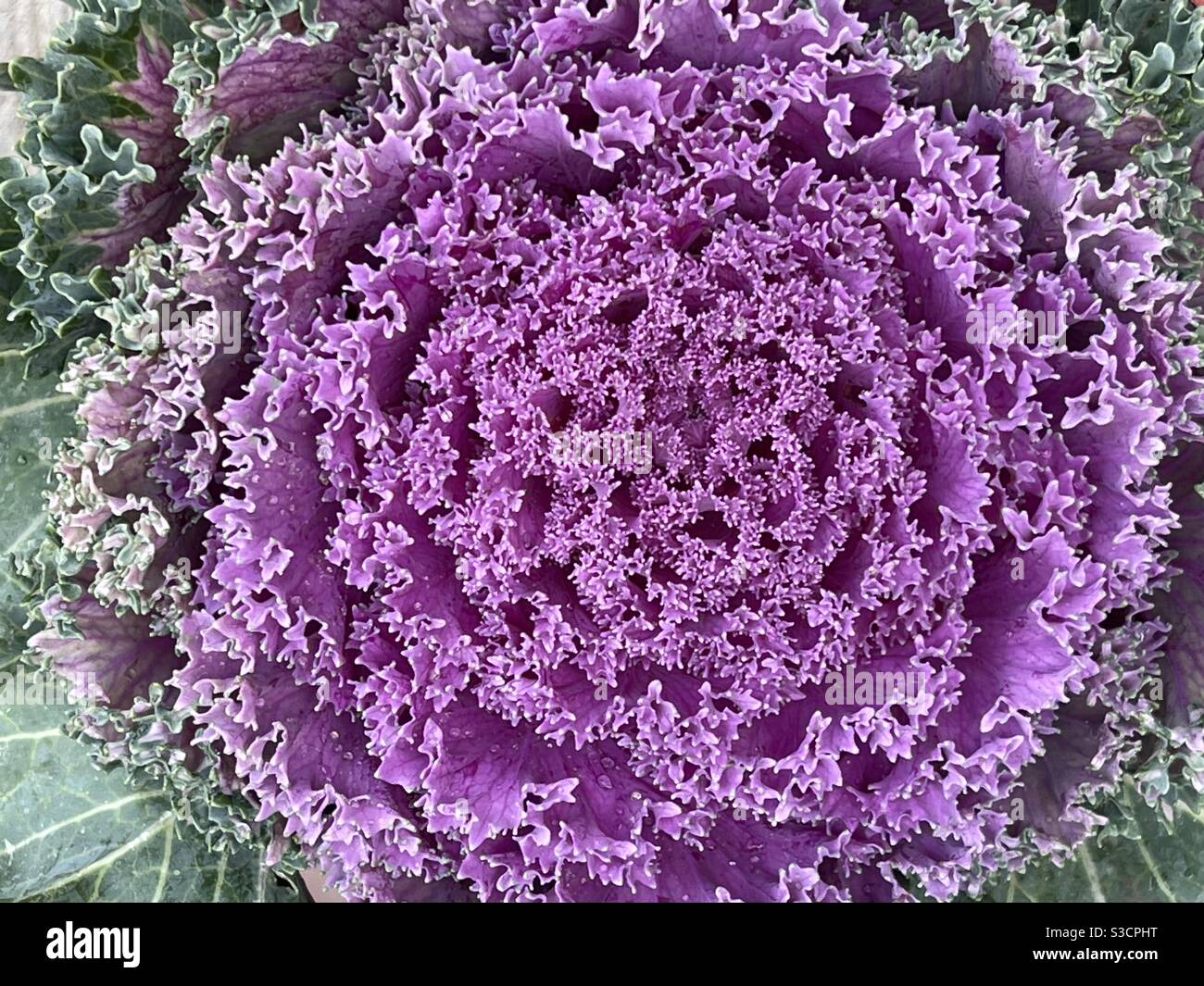 Kale flower hires stock photography and images Alamy