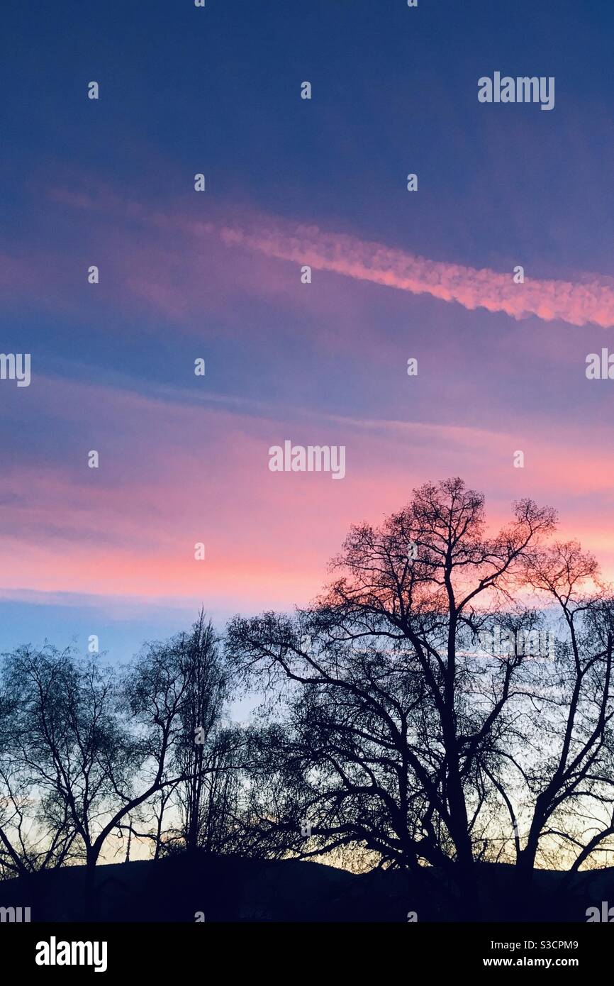 Sunset with tree silhouettes and contrail - Smartphone Captured Stock Image