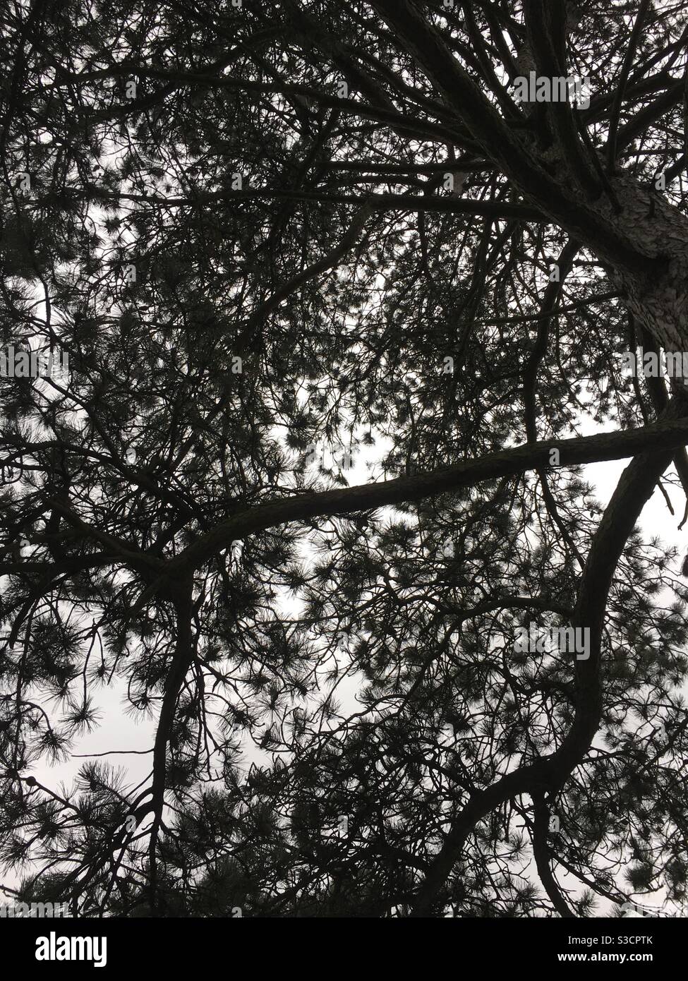 Pine tree against white sky - Smartphone Captured Stock Image