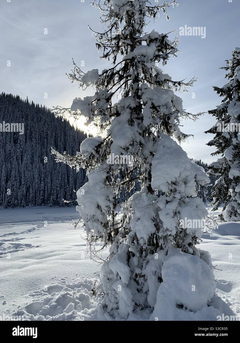 Snow covered tree at Lightning Lake in BC, Canada Stock Photo