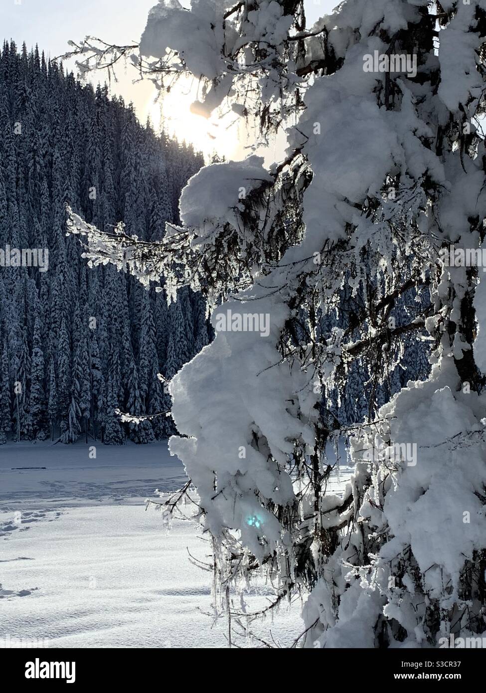 Snow covered tree at Lightning Lake in BC, Canada Stock Photo