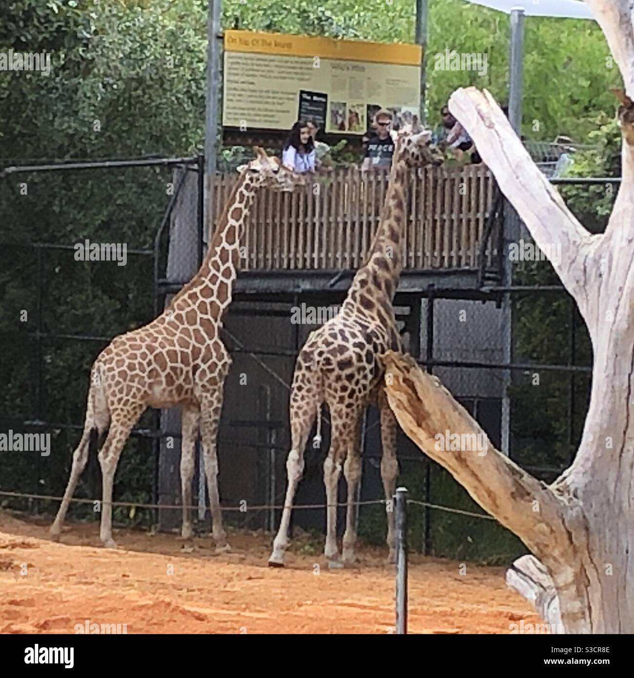 Feeding the giraffes. Up Close Encounters at the Perth Zoo Stock Photo