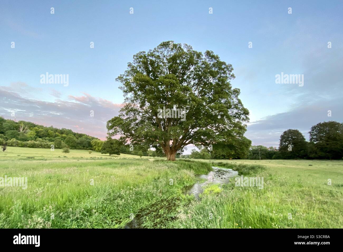 Single tree in field hi-res stock photography and images - Alamy