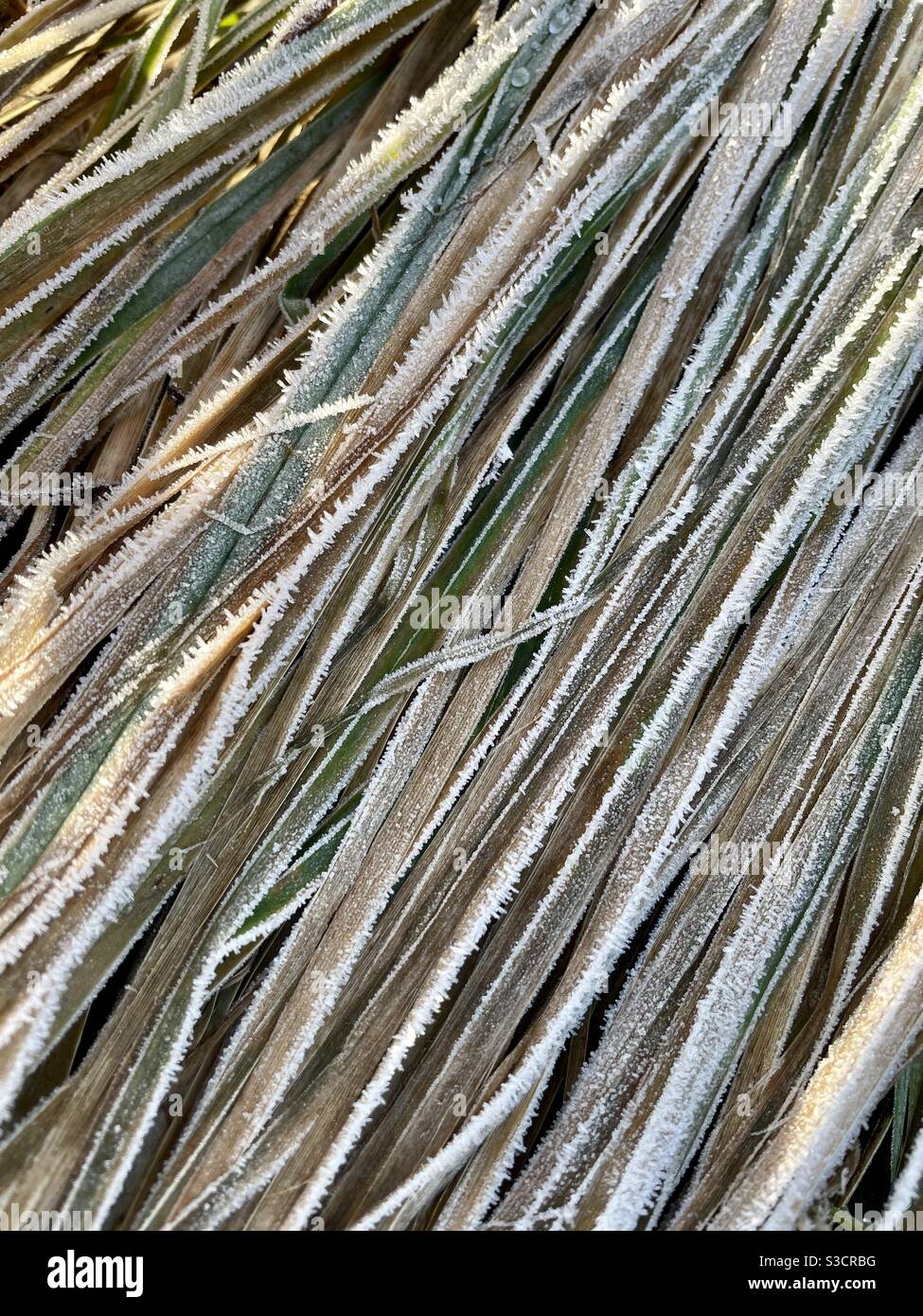 Frosty blades of grass, January. Stock Photo