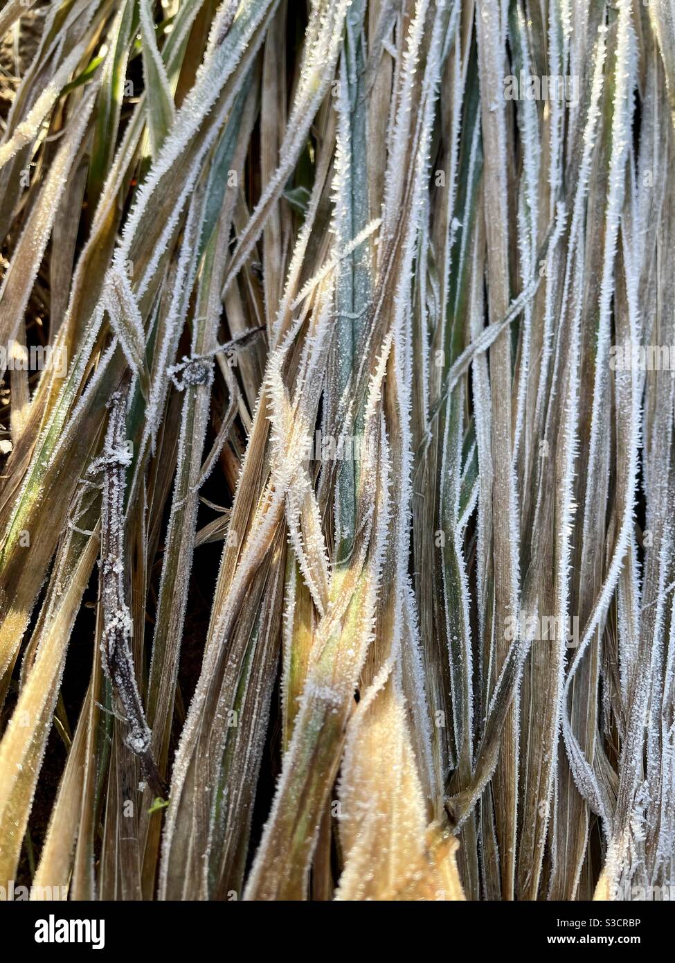 Frosted blades of grass melting in the morning sunlight. - Smartphone Captured Stock Image
