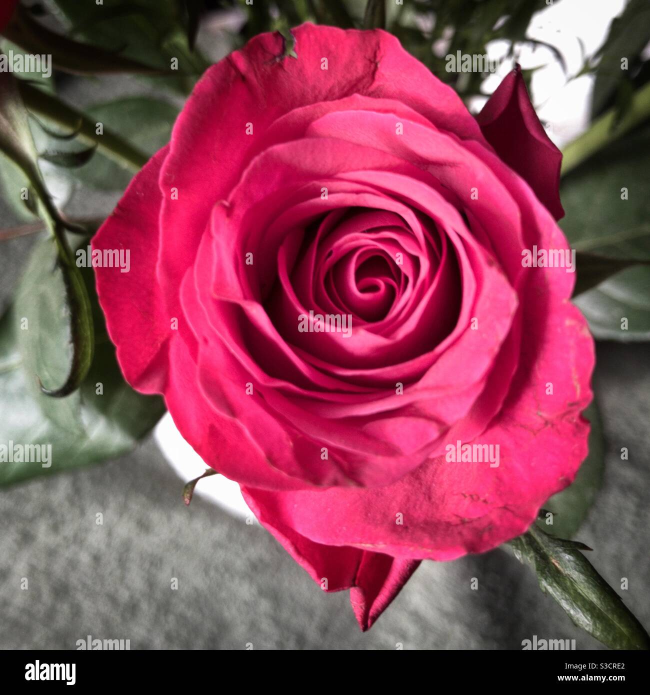 Delicate rose hi-res stock photography and images - Alamy