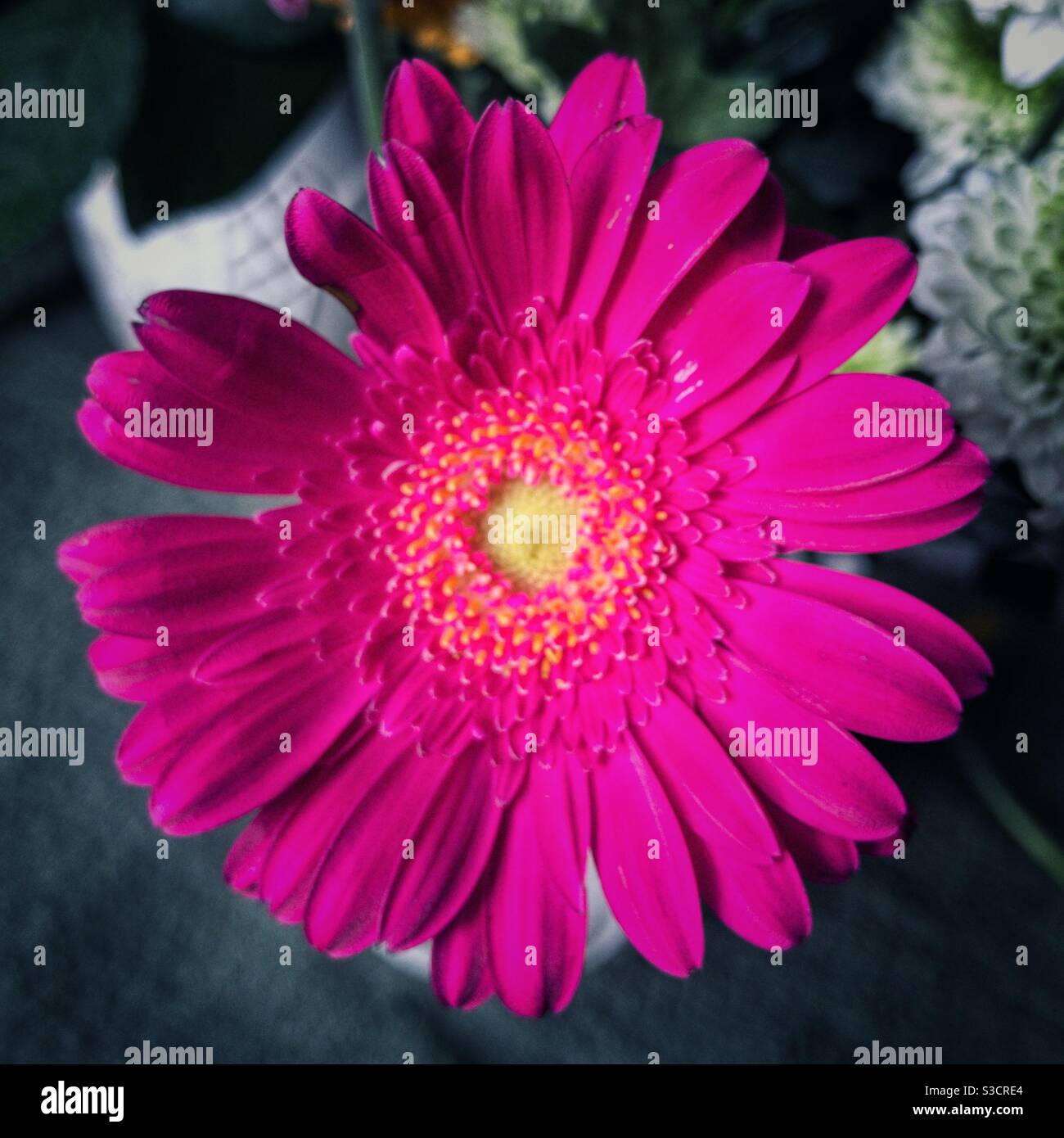 Pink Gerbera. - Smartphone Captured Stock Image