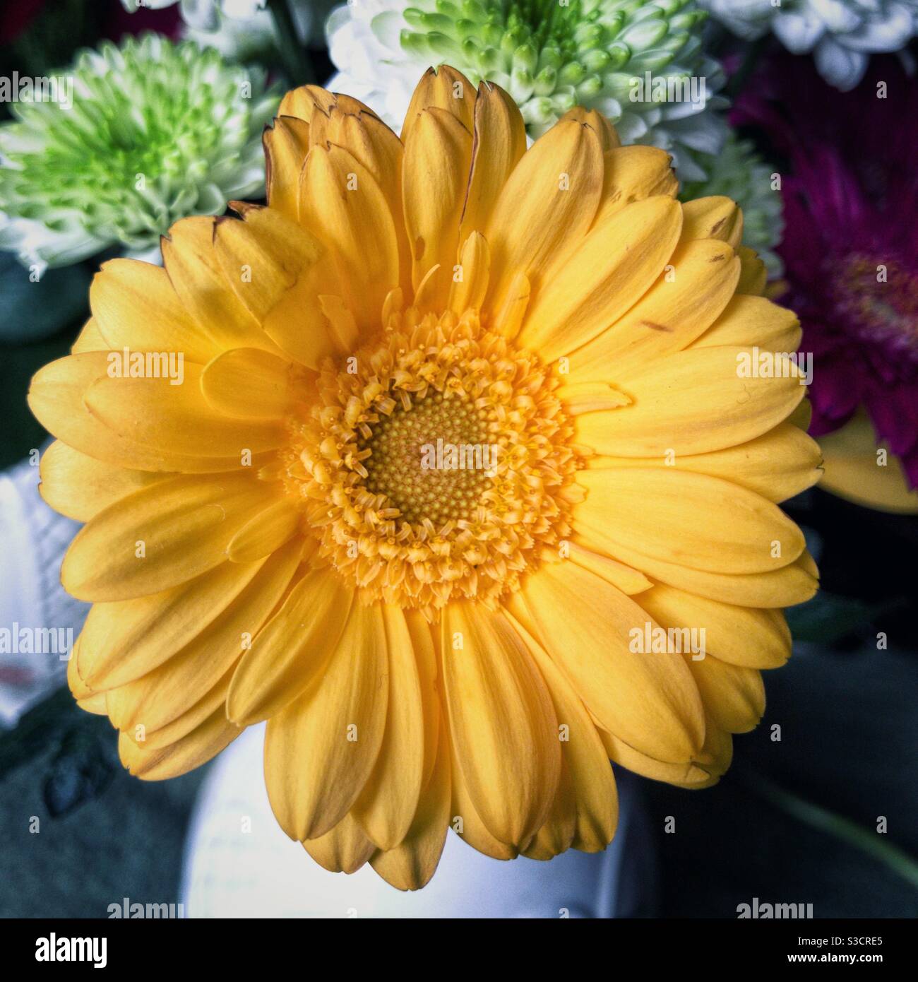 Yellow Gerbera. Stock Photo