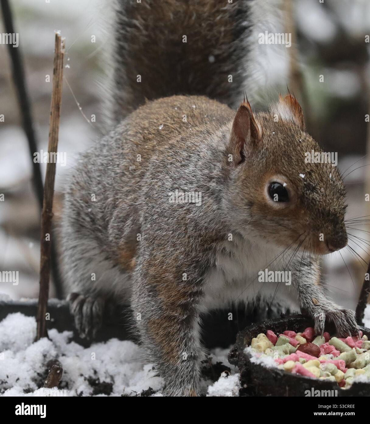 Nut and Suet Feeding Squirrel Stock Photo Alamy