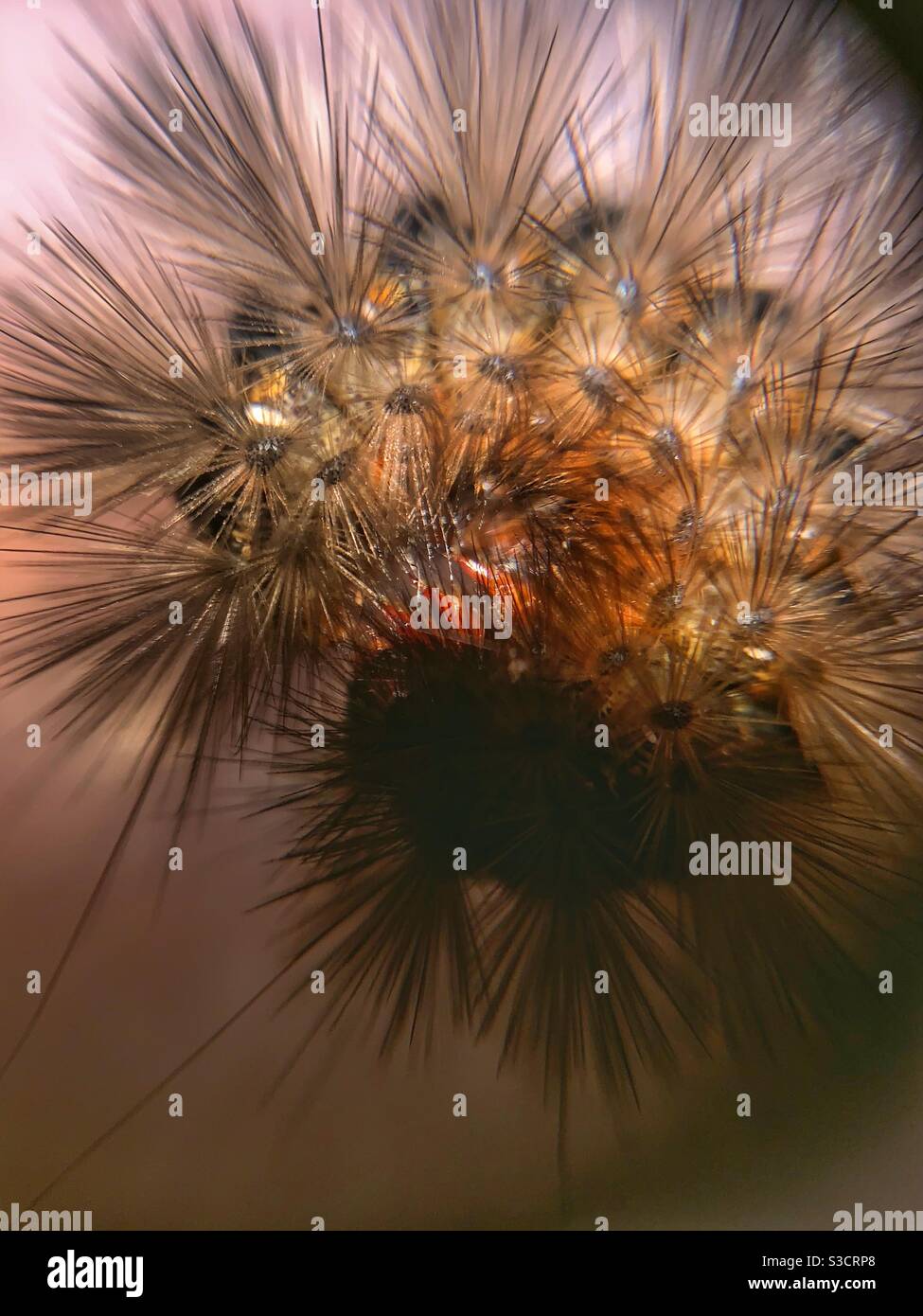 Curled up caterpillar - Smartphone Captured Stock Image